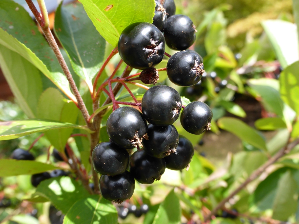 Black Chokecherry