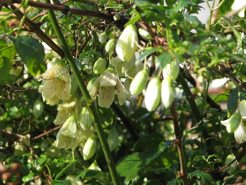 Beautiful Native Vines