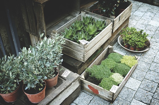 plant-2573846_640