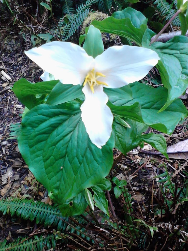 Trillium