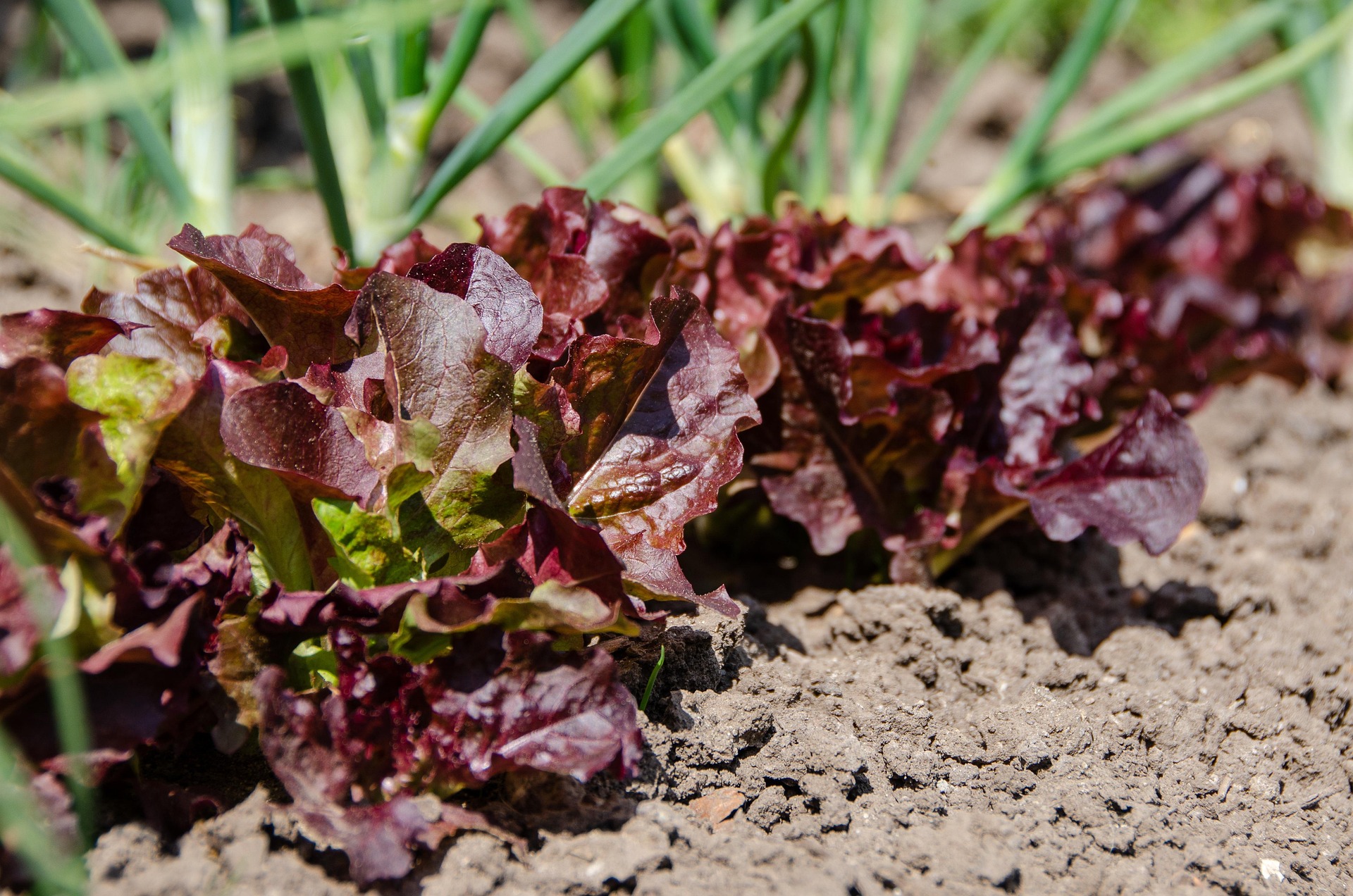 Best Vegetables for the Oregon Coast