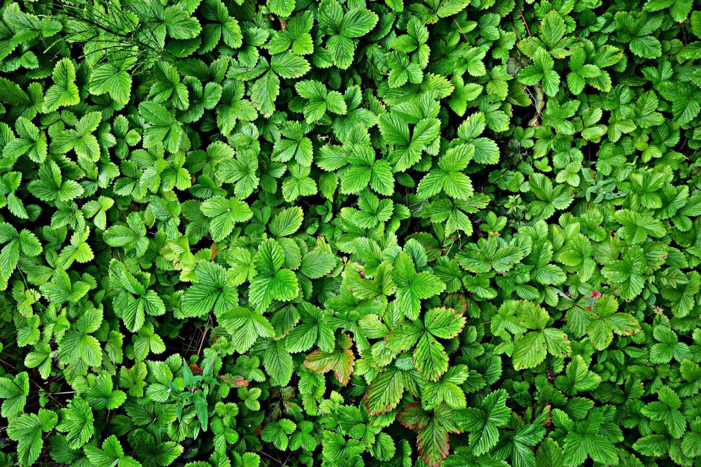 beach strawberries used as a groundcover.