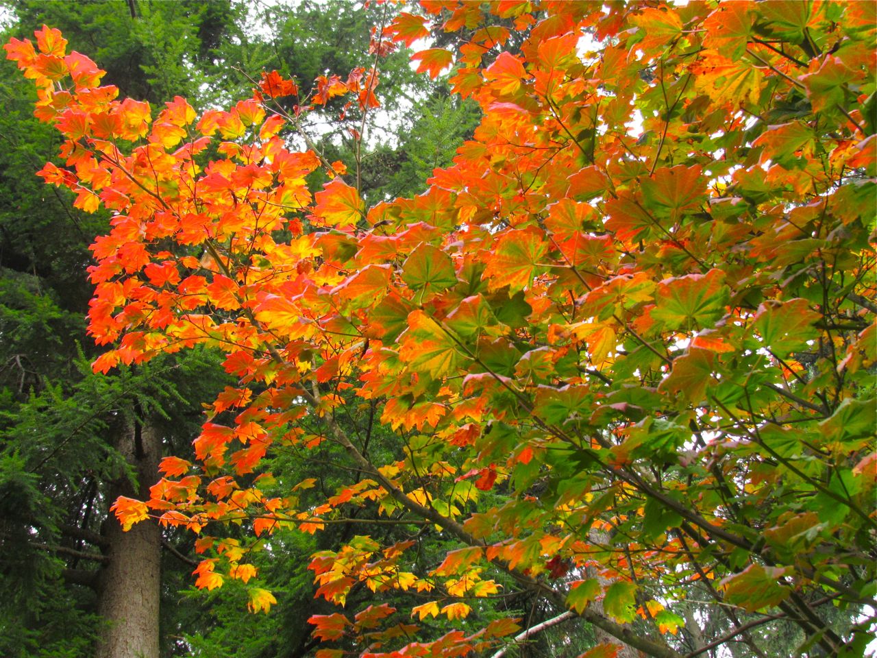 Vine Maple-A Native Tree for Coastal Gardens