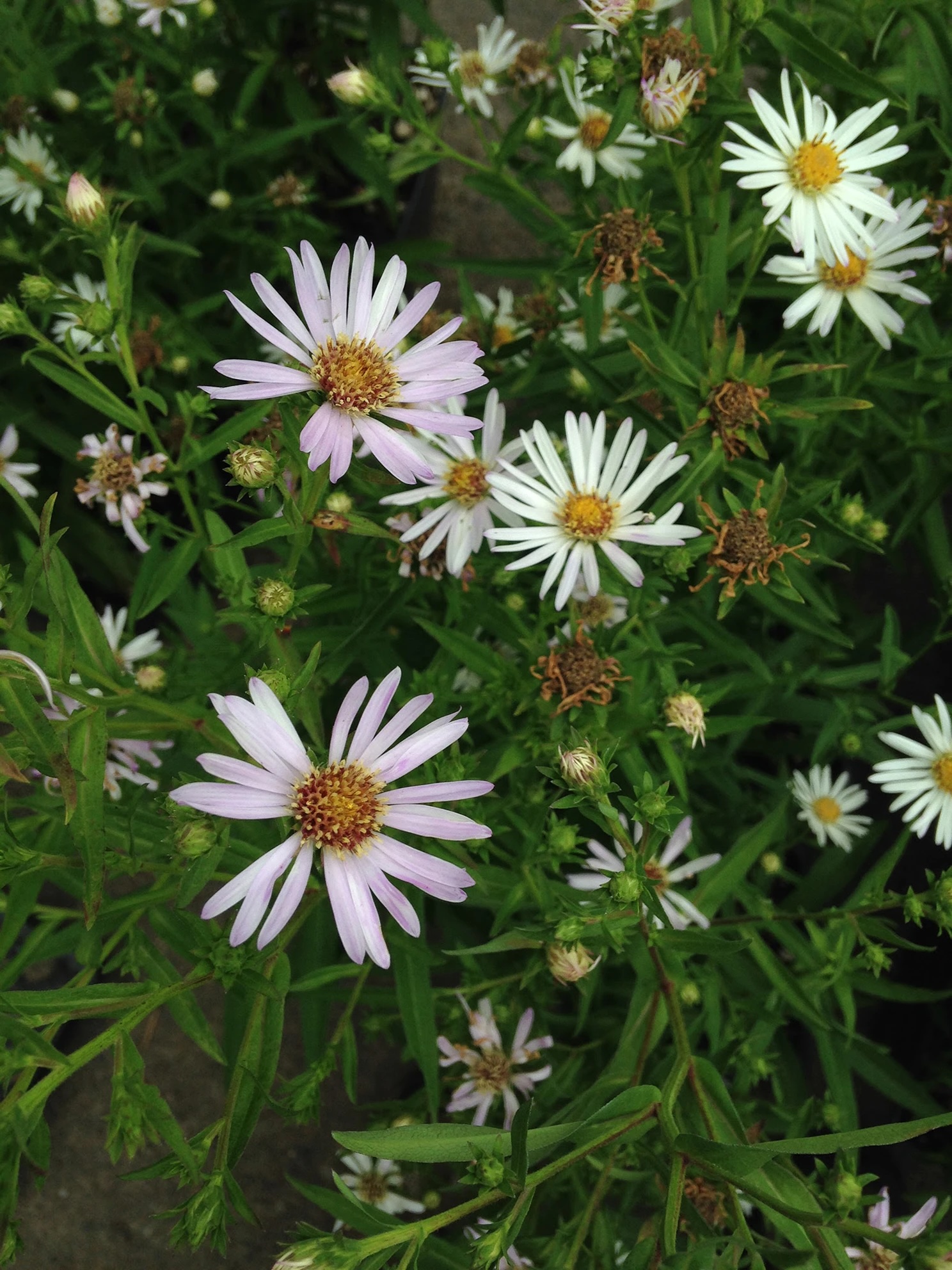 Hall’s Aster