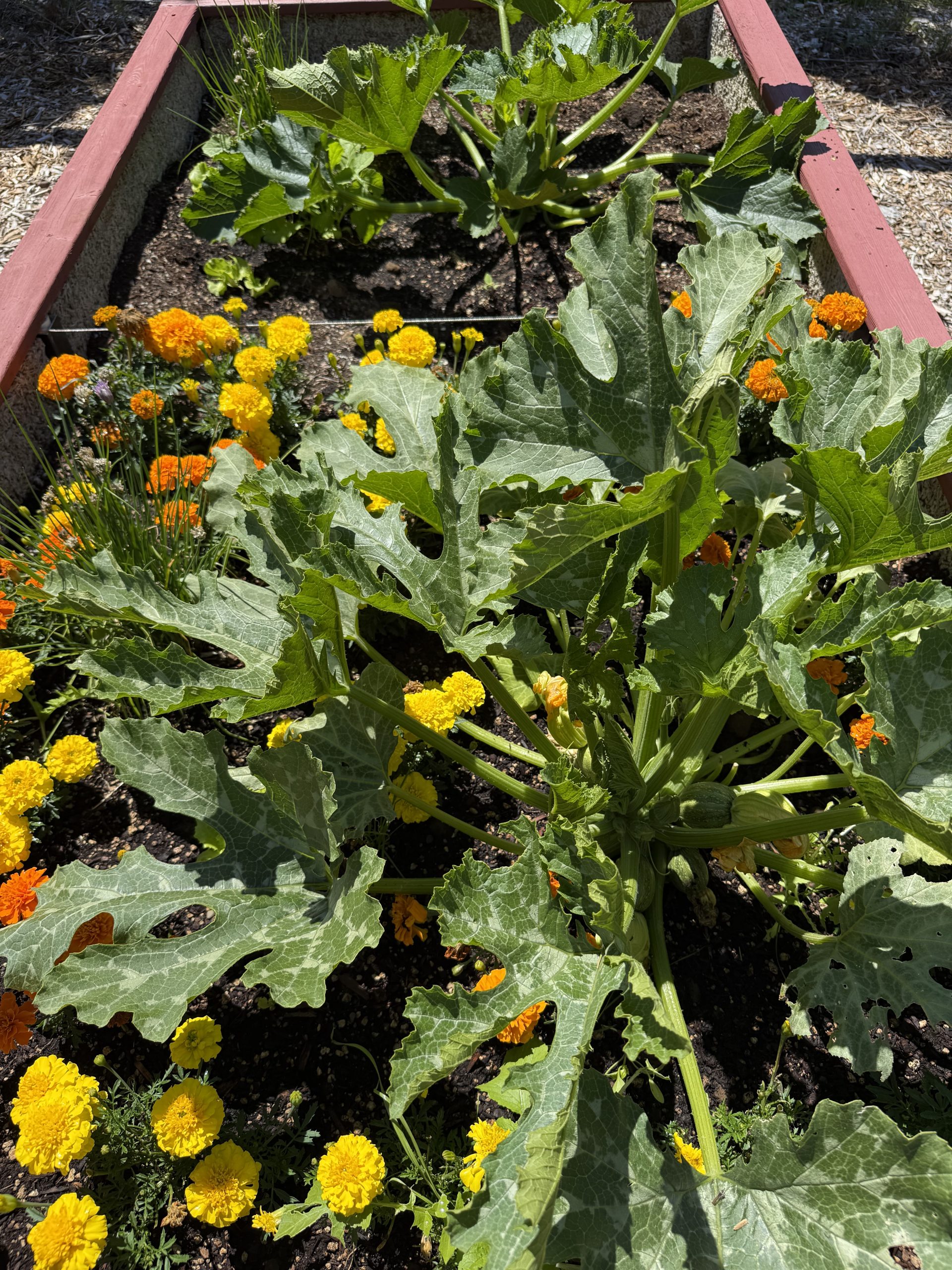 Food Production Bed