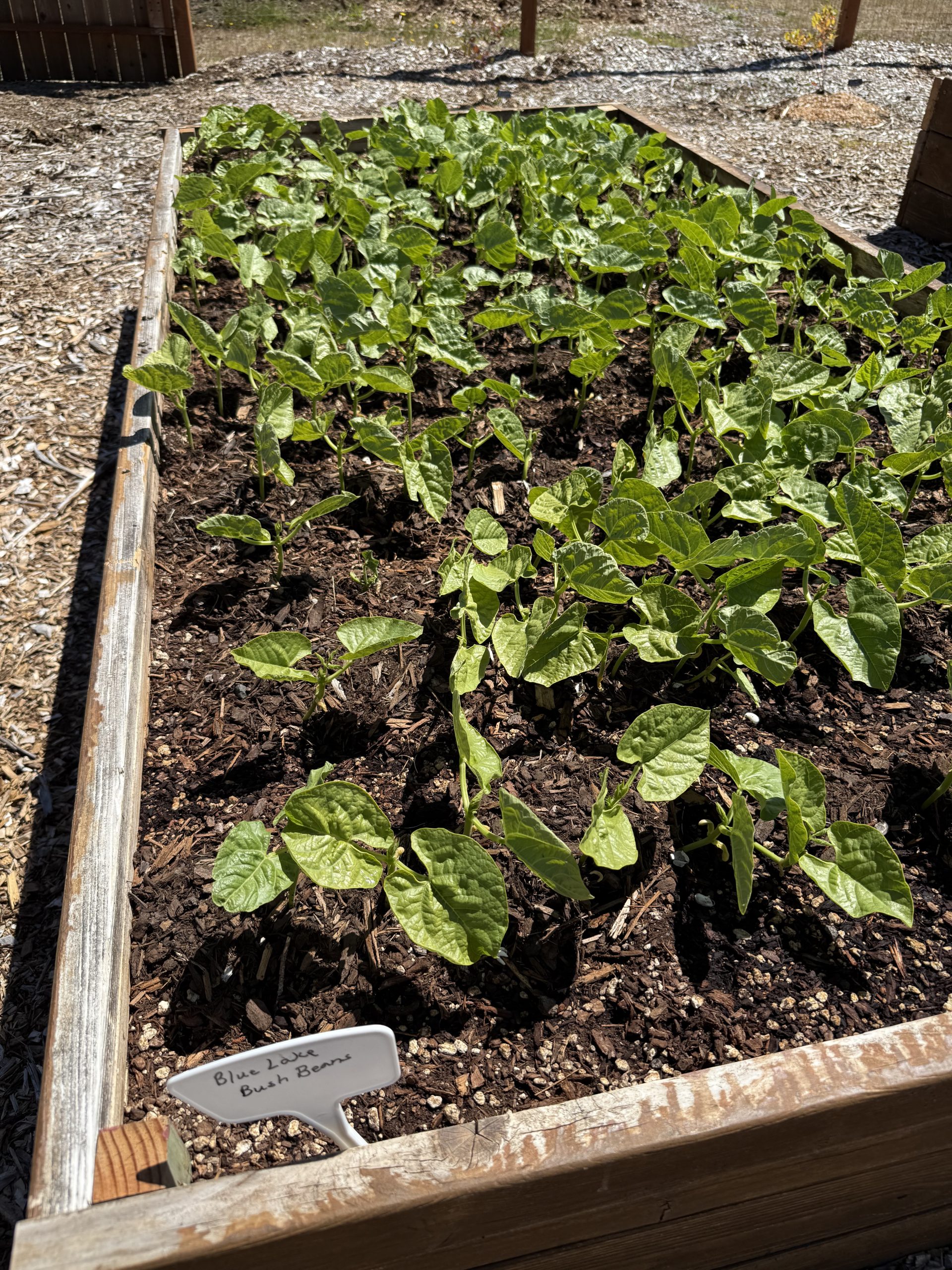 Food Production Bed