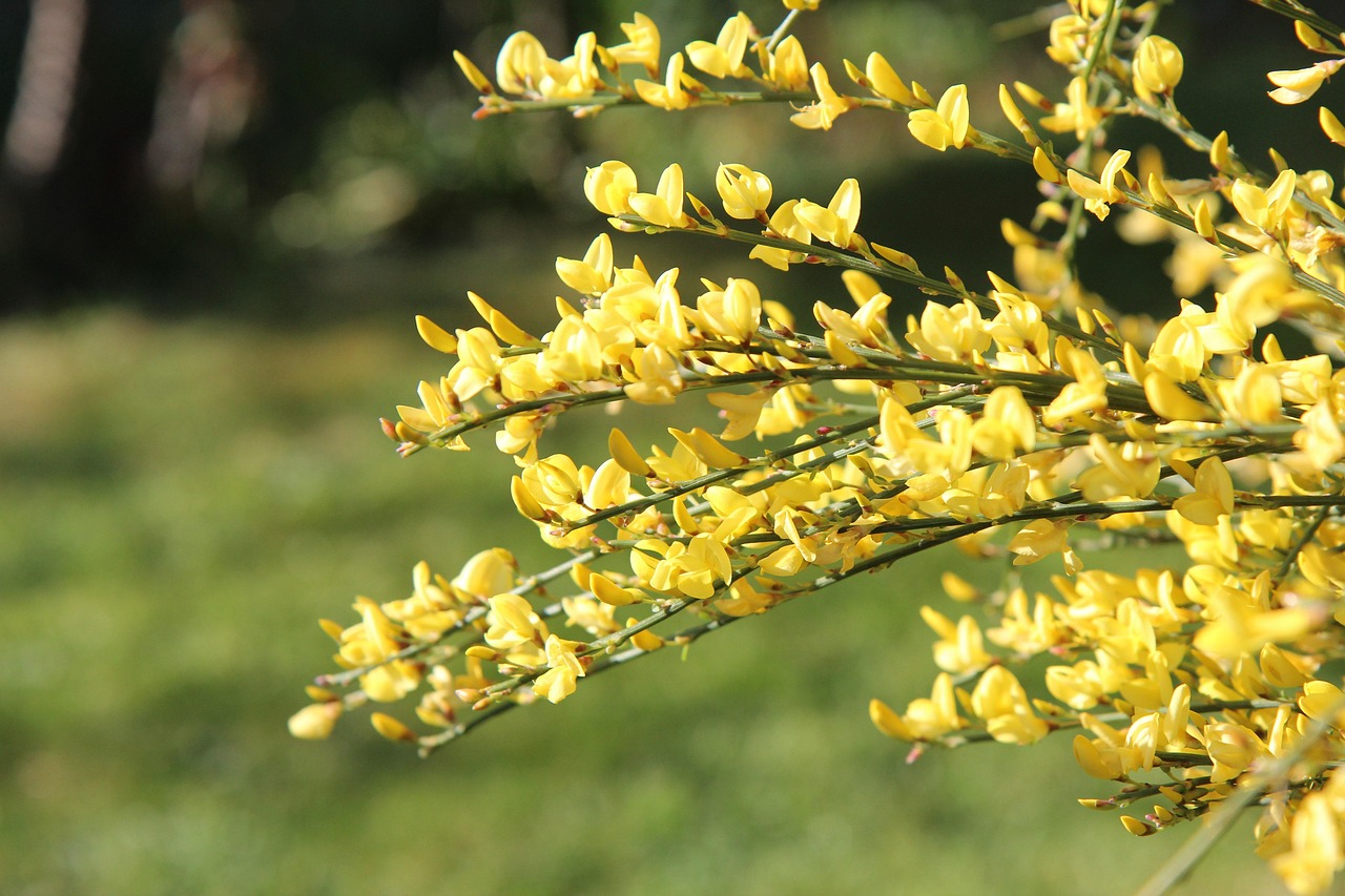 Invasive Species (KYAQ Audio)