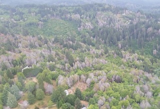 Invasive Pests: Threats to Oregon Forests
