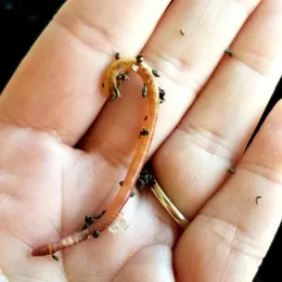 Red Wiggler Worm Eisenia andrei