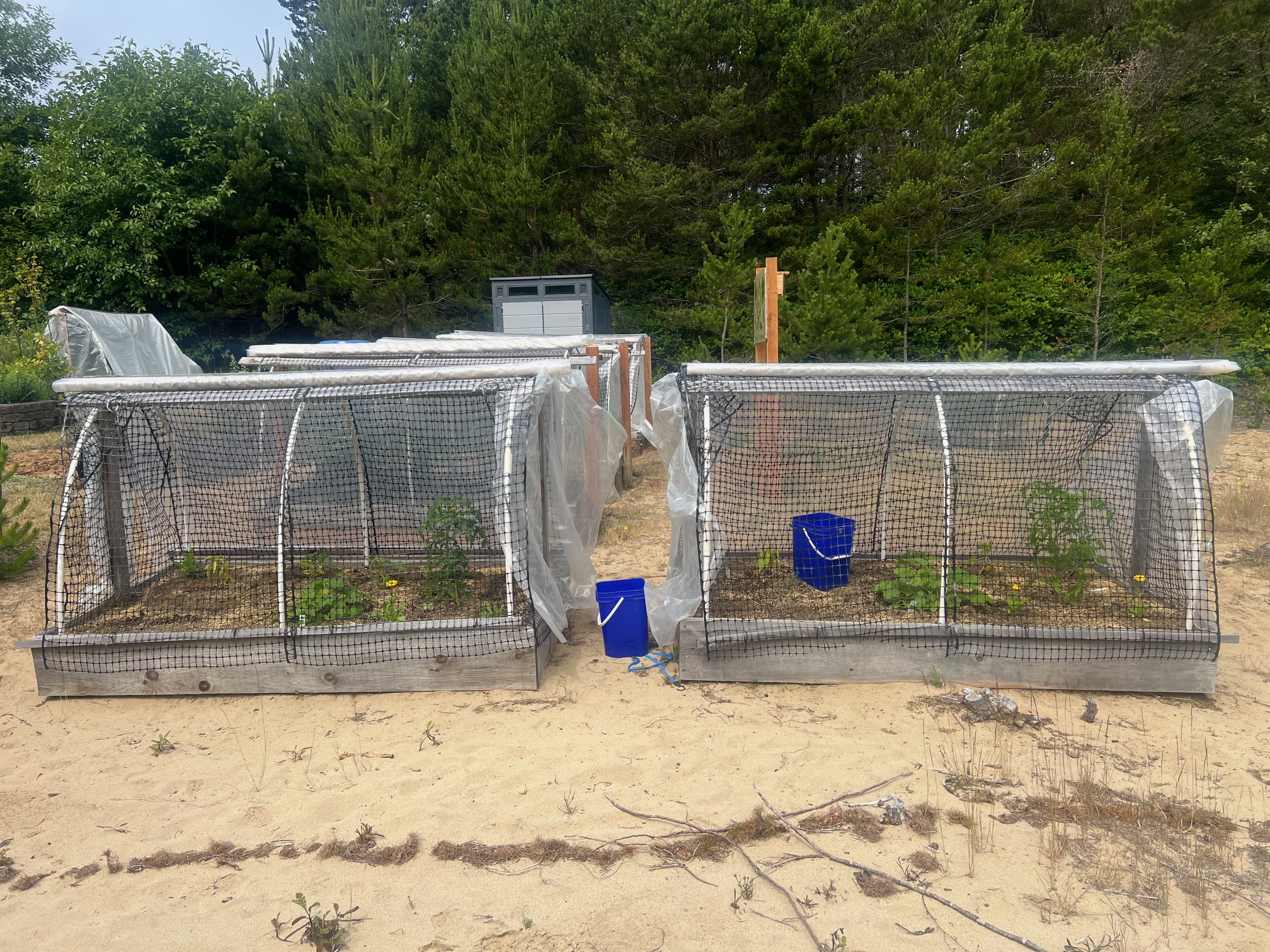 Cloches at the Lincoln City Demonstration Garden