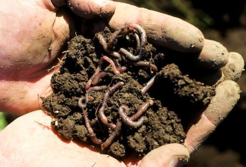 worm
