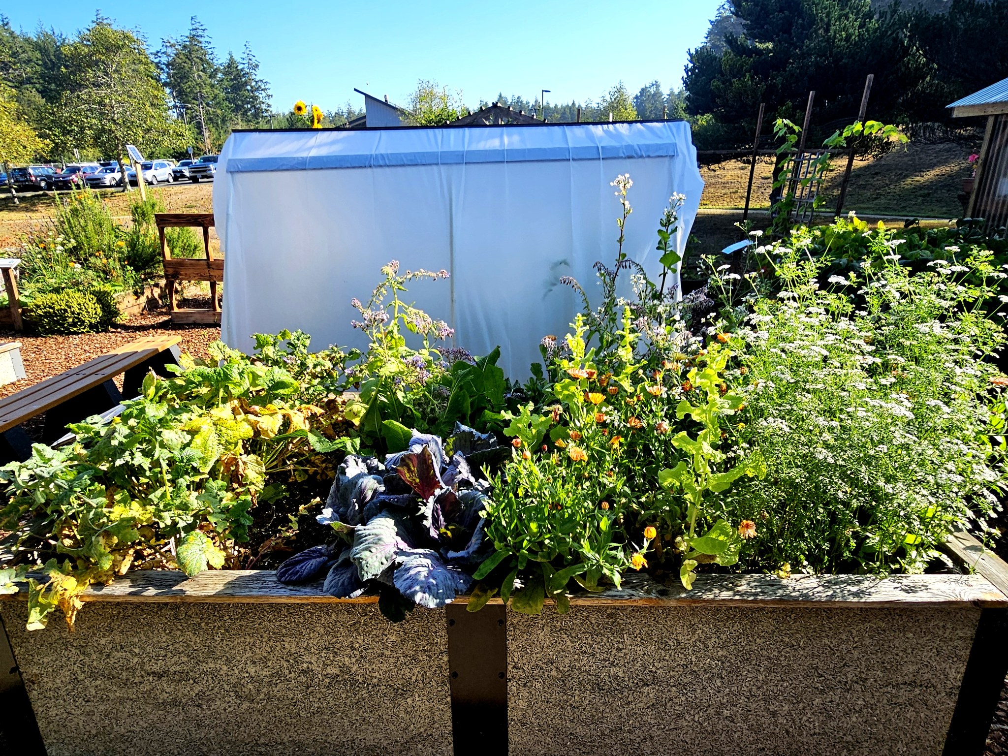 Gardening In Raised Beds (KYAQ Audio)