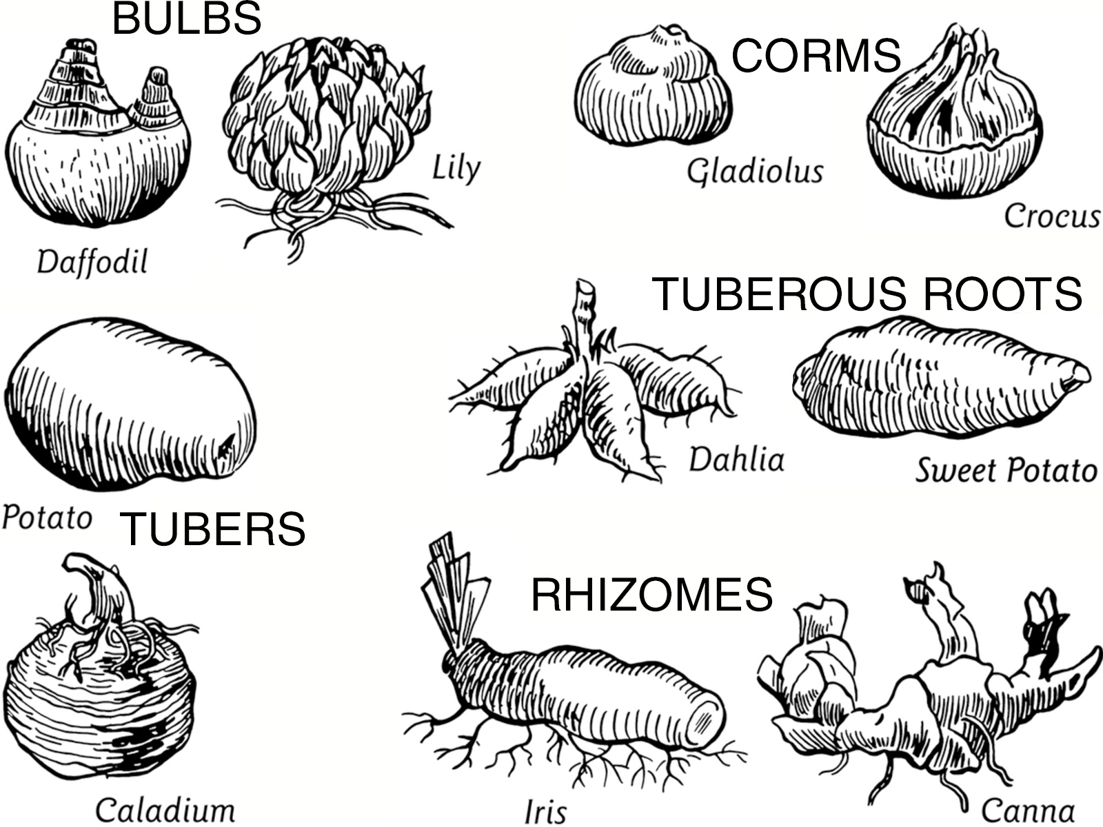 Explained—What-Are-Bulbs,-Tubers,-Rhizomes,-and-Corms—Explained