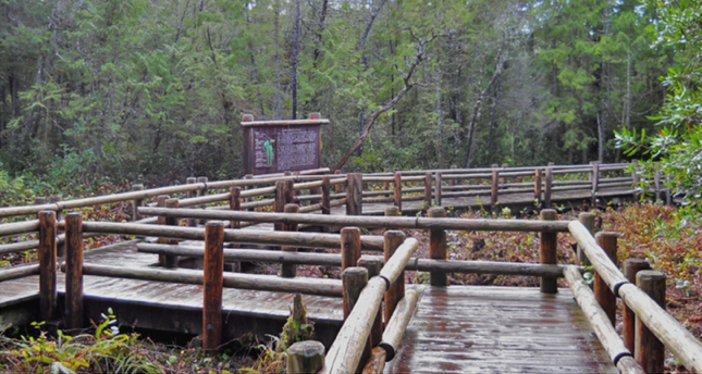 Carnivorous Plants (KYAQ Audio)