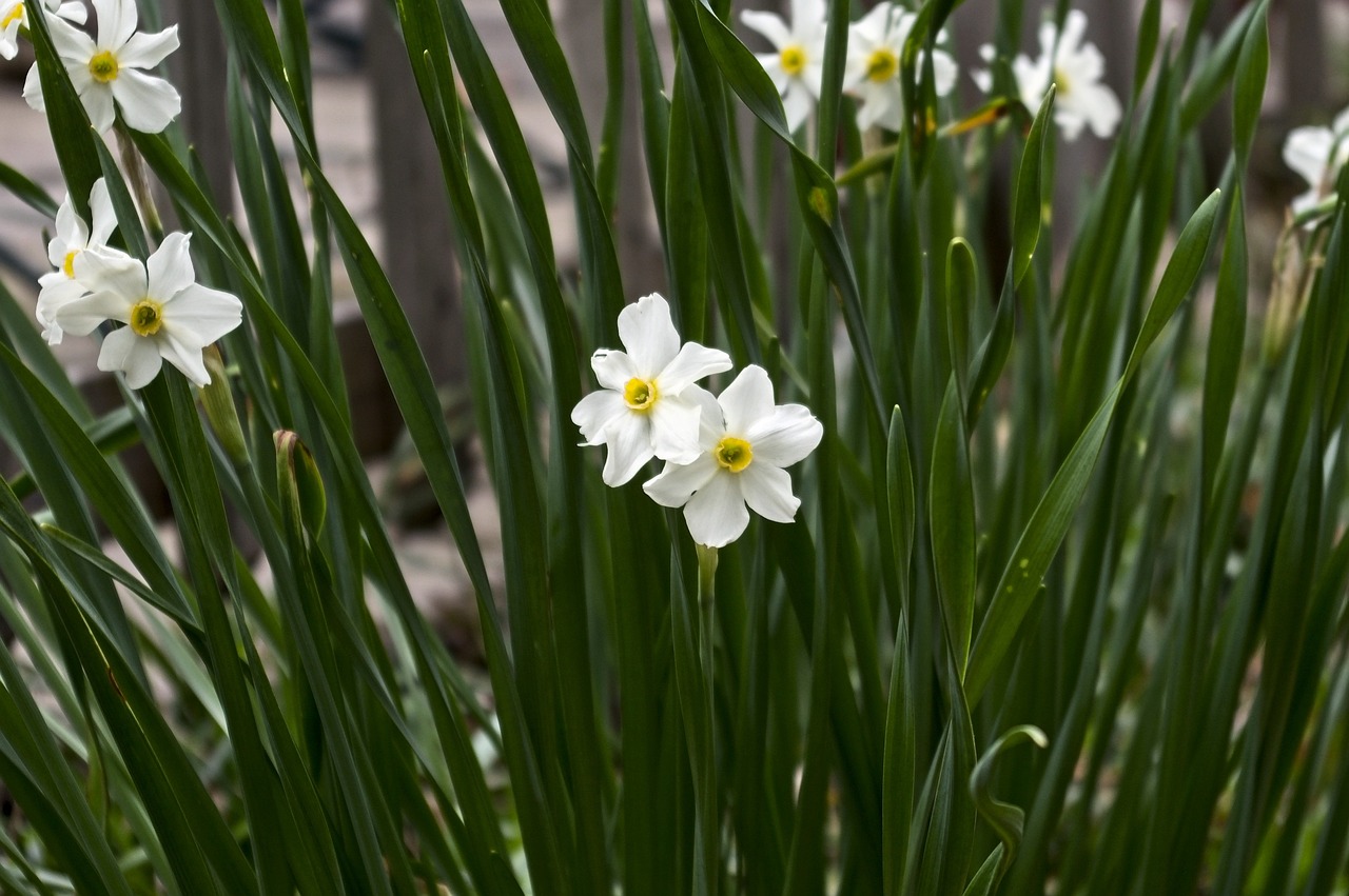 arkansas-paperwhite-daffodils-4147897_1280